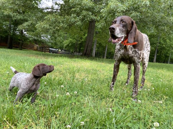 /Images/uploads/Southeast German Shorthaired Pointer Rescue/segspcalendarcontest/entries/31210thumb.jpg